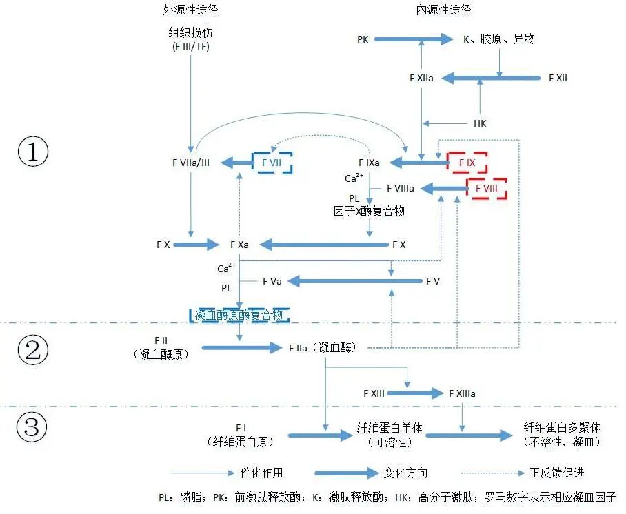 血友病：常被誤認為「白血病」，如今已非不治之症，但仍需要你的關註 健康 第6張