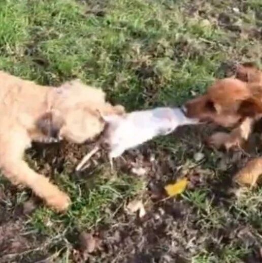 变异老鼠将威胁英国？这支狗拿耗子小队听完跃跃欲试