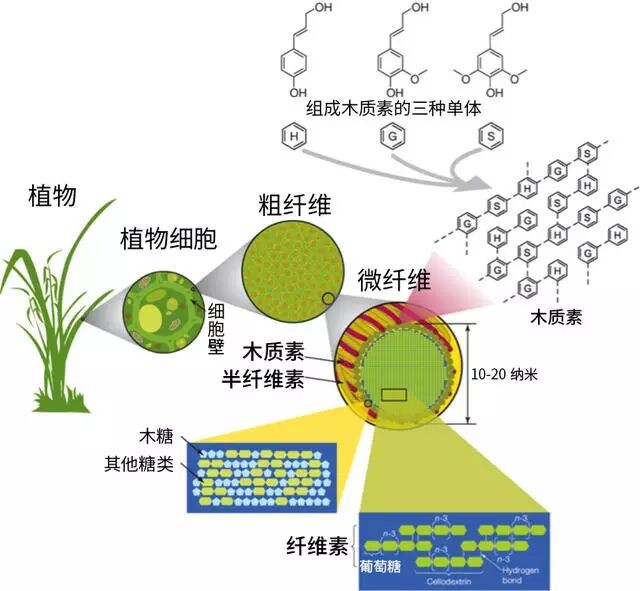 再像胶黏剂一样将纤维素粘合起来,给予植物一定的机械强度和抵御外界