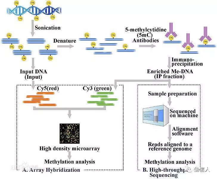 觀遺傳學(epigenetics)的重要組成部分,在維持正常細胞功能,遺傳印記