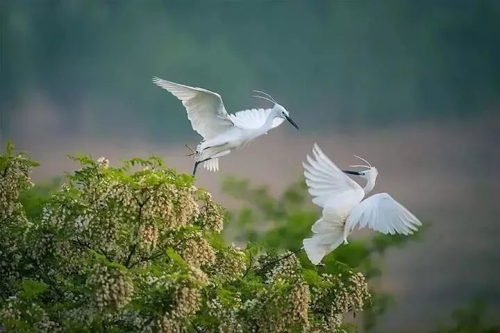 野兔在前方跳跃,几只梅花鹿在水边悠然地游荡,雀鹰在空中盘旋游弋