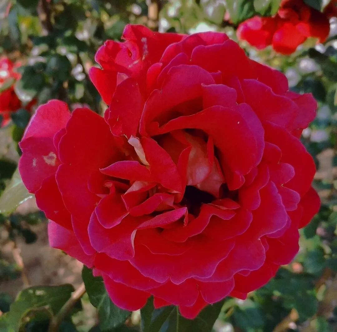 好热啊我想开了青岛夏日花花花花花指南来袭