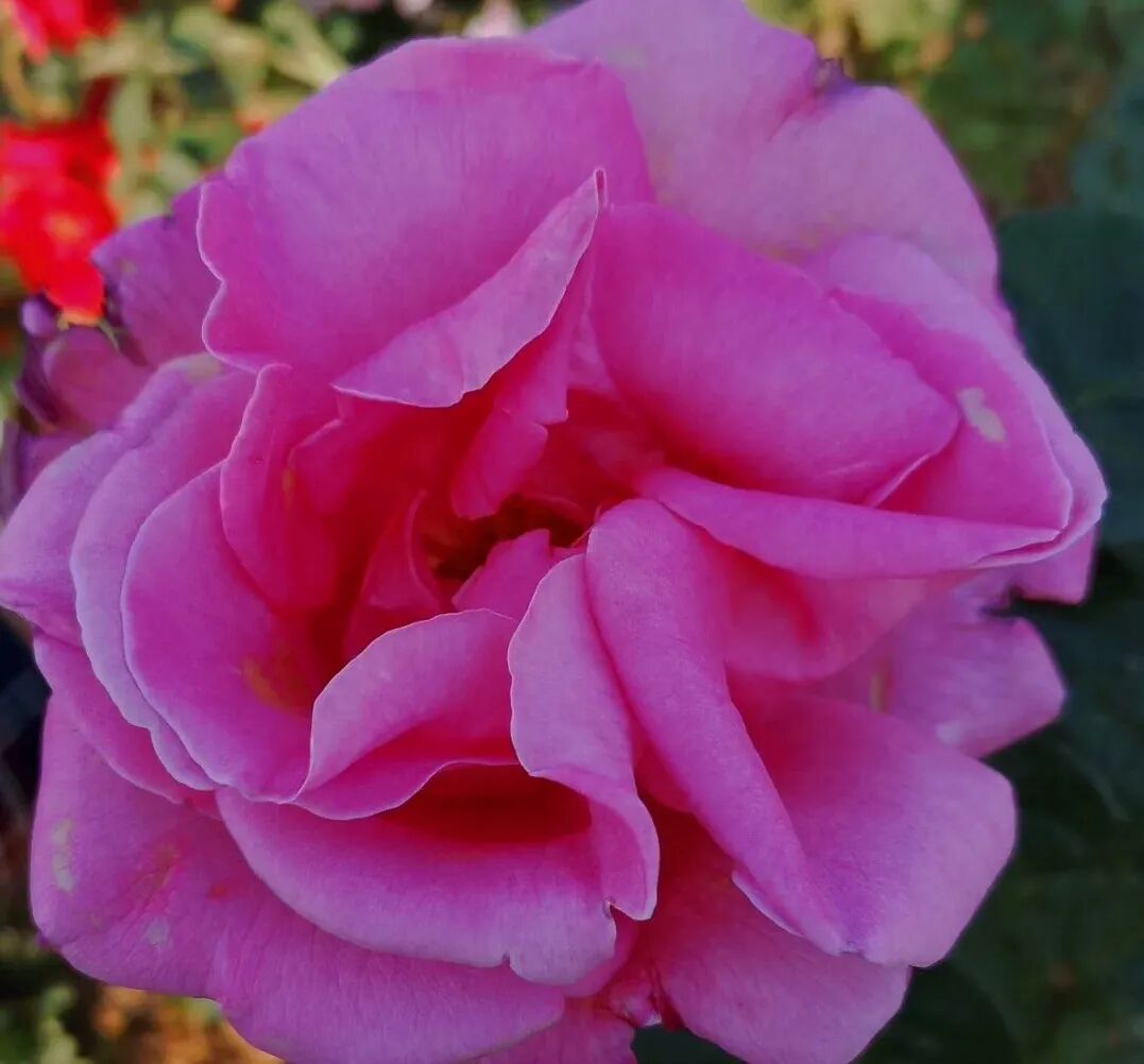 好热啊我想开了青岛夏日花花花花花指南来袭