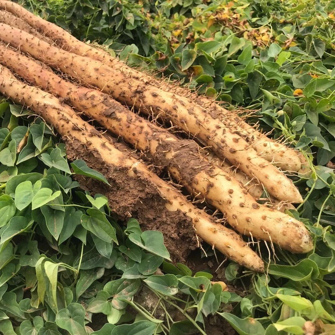小牛怀山药标识