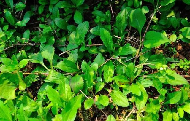 青团是什么_青团网客服电话_杨凌青团