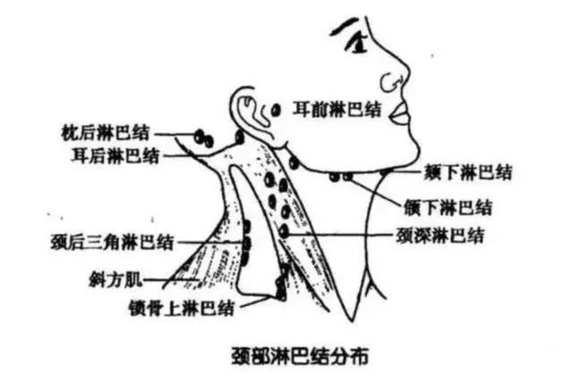 深部淋巴结就更不用说了,不仅摸不到,即使它肿了也要借助影像学检查