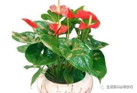红掌风水摆放禁忌_红掌的风水寓意_红掌寓意什么