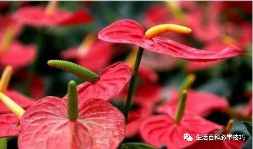 红掌的风水寓意_红掌风水摆放禁忌_红掌寓意什么