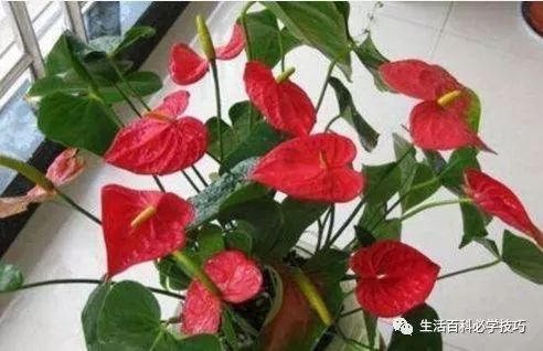 红掌的风水寓意_红掌寓意什么_红掌风水摆放禁忌