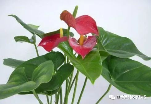 红掌风水摆放禁忌_红掌的风水寓意_红掌寓意什么