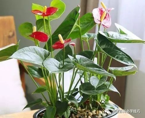 红掌风水摆放禁忌_红掌的风水寓意_红掌寓意什么