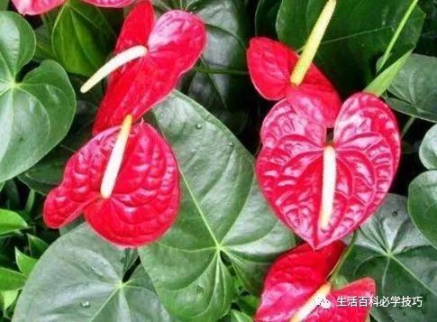 红掌风水摆放禁忌_红掌的风水寓意_红掌寓意什么