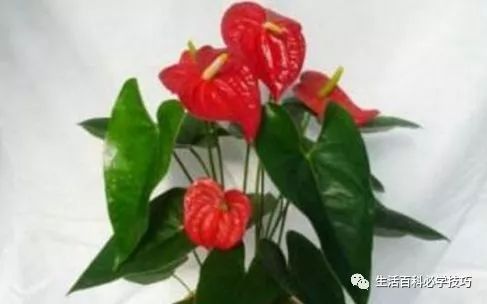 红掌寓意什么_红掌的风水寓意_红掌风水摆放禁忌