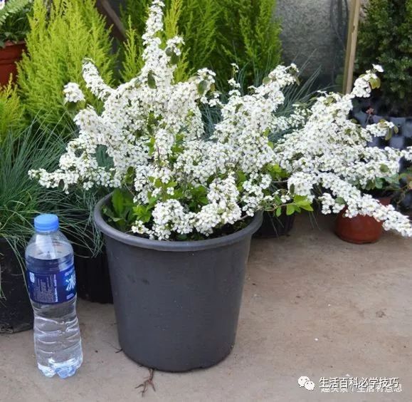 此花 植物界 西门吹雪 夏 拂柳 冬 喷雪 教你养好它 生活百科必学技巧 微信公众号文章阅读 Wemp