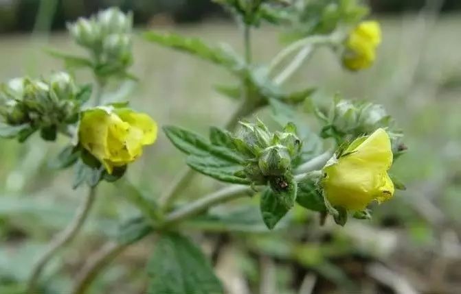 爷孙俩的中医故事地锦草委陵菜翻白草