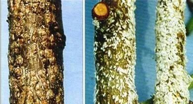 桃树病虫害防治 史丹利研究院 微信公众号文章阅读 Wemp