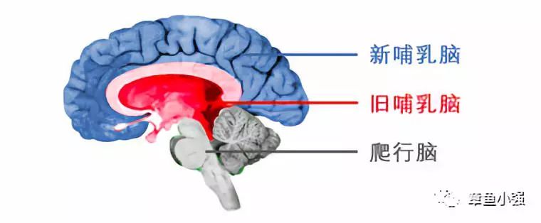 爬虫脑_爬虫脑_爬虫脑