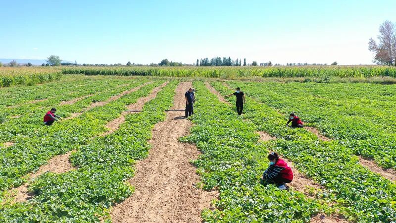 8月18日，走进托库木特村蜜瓜采摘园，油亮亮、圆滚滚的蜜瓜香气弥漫在空气中，瓜农正忙着采摘、打包、搬运、装车。