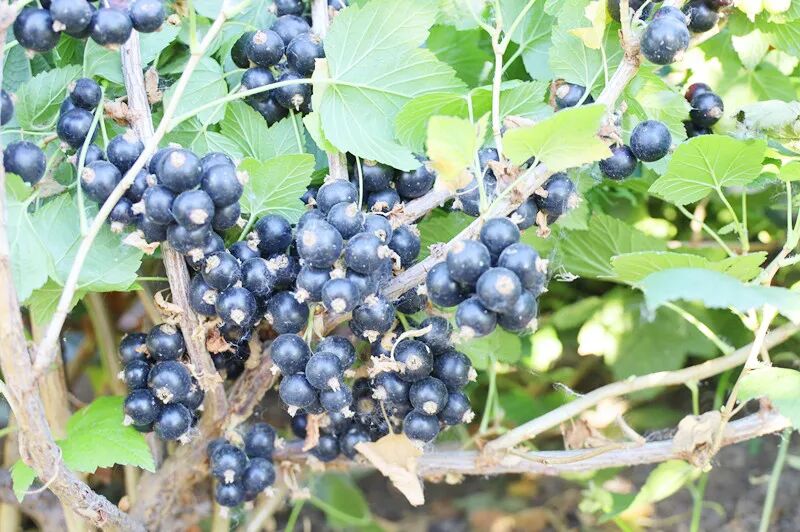 布尔津黑加仑变身黑珍珠铺就百姓增收致富路