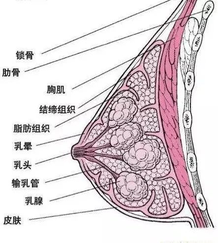 被乳房按摩害慘的中國女人…… 時尚 第7張