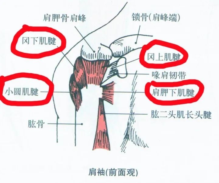 肩膀形状分类图解图片