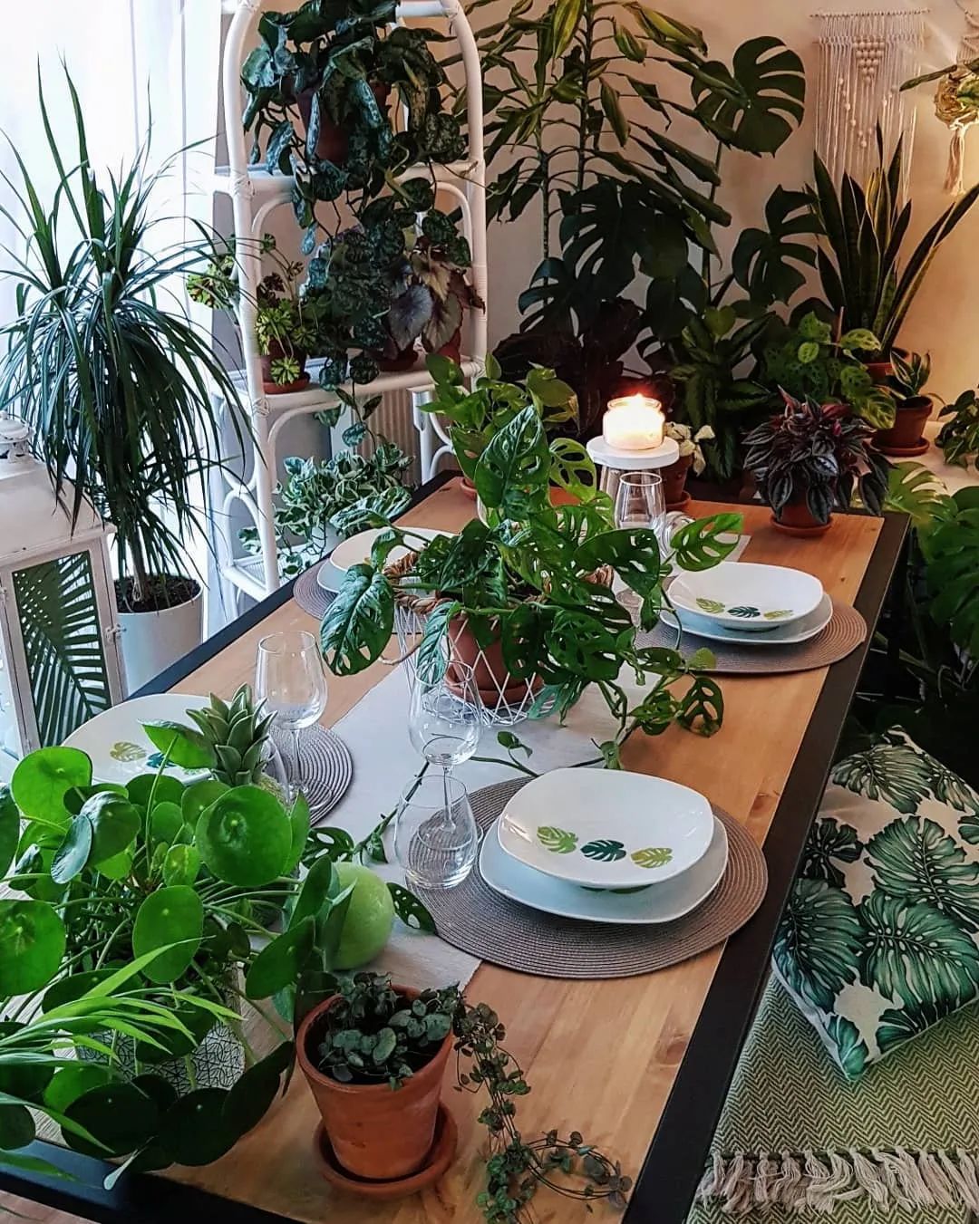植物系的男生，最迷人！