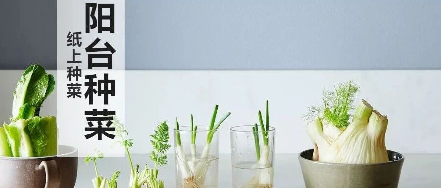 在家种菜，不用土不用肥 ，“一张纸”就搞定，蔬菜能吃一整年！