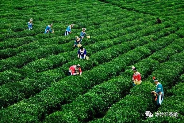 沐茗 — 都匀毛尖(图3)