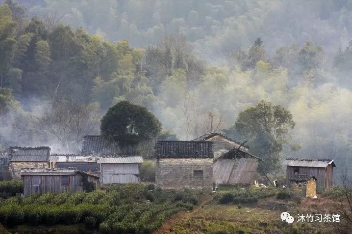 沐茗 — 太平猴魁(图5)