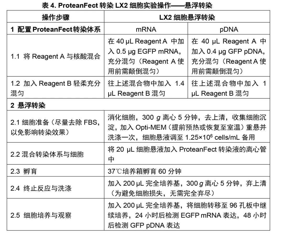 ProteanFect貼壁細胞轉染攻略|LX2轉染操作protocol