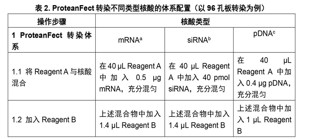 ProteanFect貼壁細胞轉染攻略|LX2轉染操作protocol