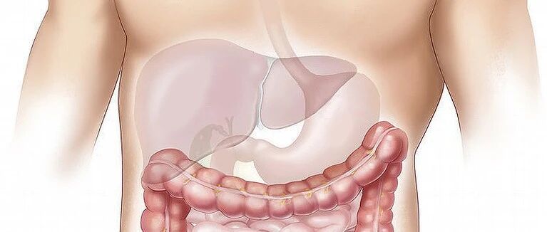来全面认识一下肝脏吧 | 温故知新