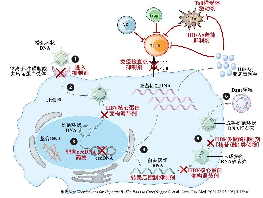 靶向治疗能否治愈慢性乙型肝炎?| 深度综述_友友