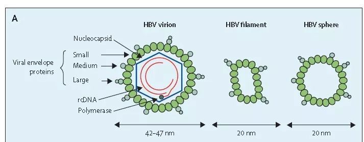 以治愈為目標：詳解HBV感染治療策略 健康 第2張
