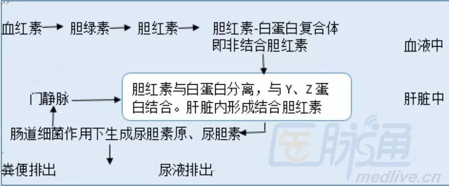 乾貨！肝臟病常用實驗室檢查（上） 健康 第3張