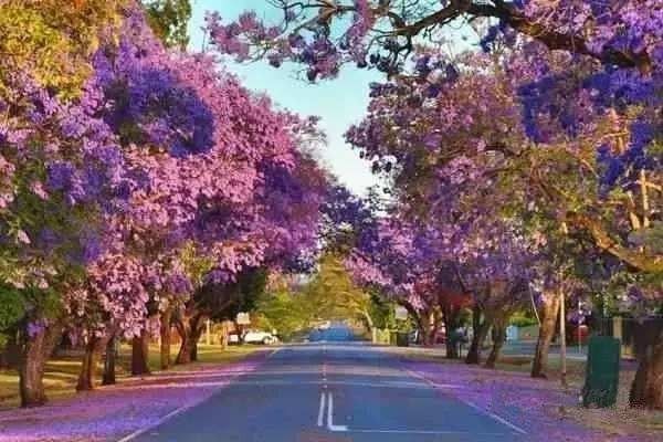 壹本 澳洲进入危险季节 花粉症即将肆虐 如何防治 自由微信 Freewechat