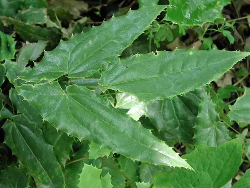 淫羊藿男科必须一味药！