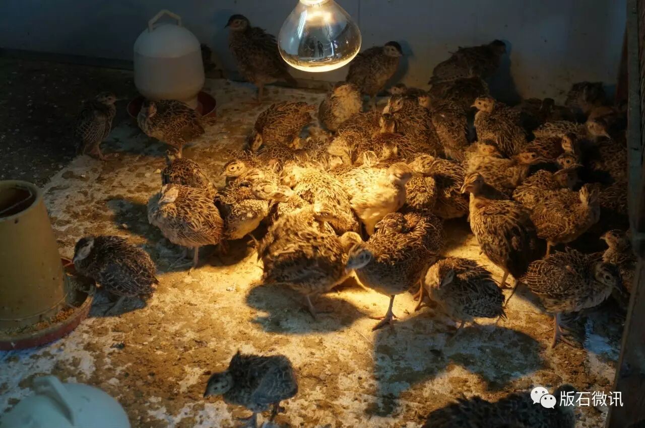 小鸡仔在孵化室茁壮成长