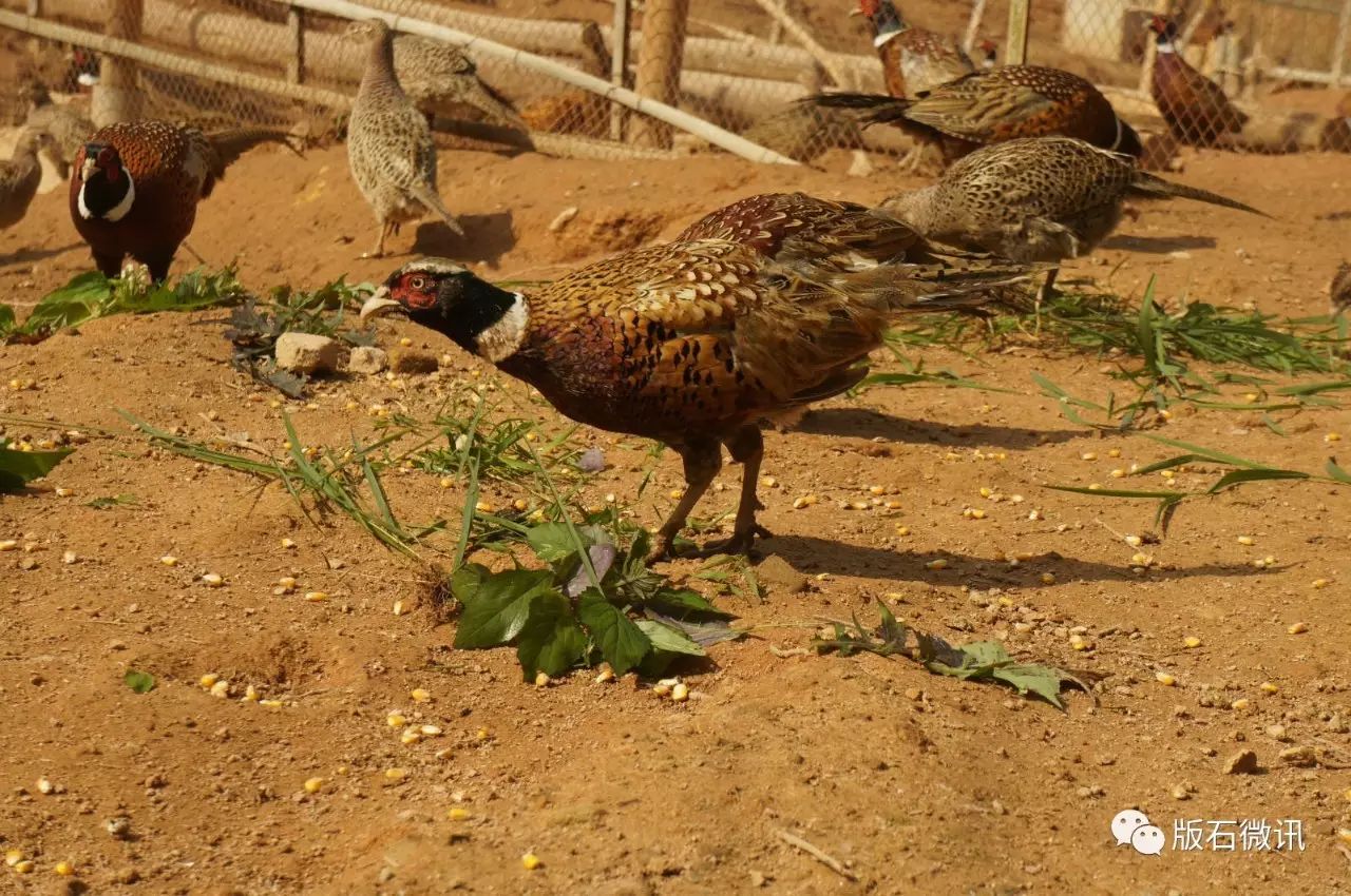 【关注】七彩山鸡养殖 助推精准脱贫