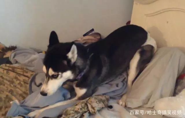 网友养了二哈后总闻到一股尿味，看完视监控后他崩溃了……
