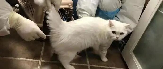 主人被隔离，宠物猫做核酸检测！网友喊话“抄作业”......