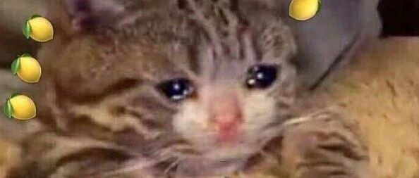 热搜第一！连着参加两场博士毕业典礼？网友：累坏宝宝了......