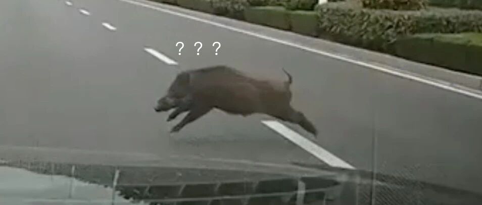 多所高校野猪出没！有回应了：是“知名校友”……