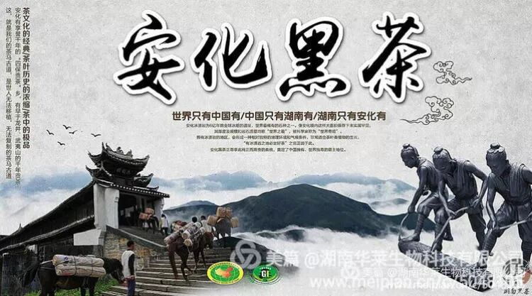 以人民的名义谈安化黑茶