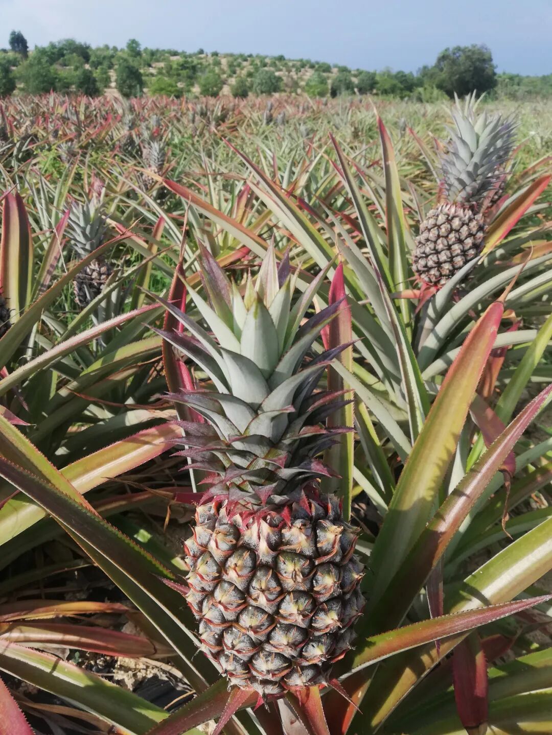 青平"金钻凤梨"上市