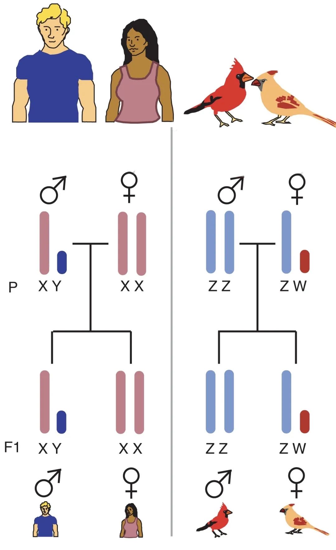对于绝大多数动物来说,性别的决定仅靠一套成对的性染色体