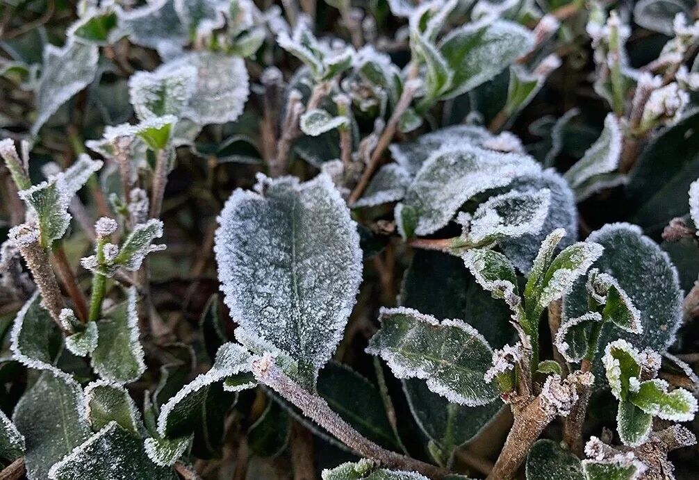 冰霜世界，共同感受安溪铁观音茶山别样的美