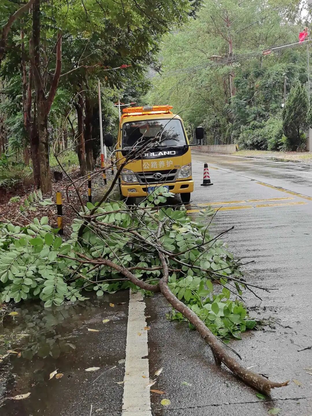 交通局雨天巡查排水，清理倒伏路树.jpg