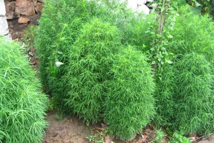 钟南山：农村路边的一种野菜，全身是宝，是盆栽，是美味，是中药材