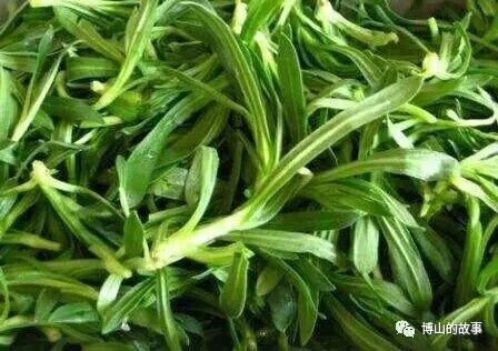 大自然的馈赠春天的美味野菜